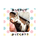 関西猫   てん     KANSAIcat  tenn（個別スタンプ：28）