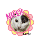 関西猫   てん     KANSAIcat  tenn（個別スタンプ：31）