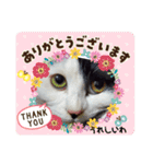 関西猫   てん     KANSAIcat  tenn（個別スタンプ：32）