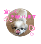 ペキmixはるLove（個別スタンプ：14）