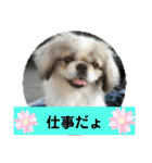 ペキmixはるLove（個別スタンプ：21）