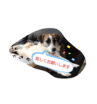 ジャックラッセルテリアラテスタンプ6（個別スタンプ：2）