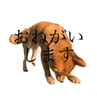 Pepe the Mame（個別スタンプ：8）