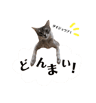 めるちゃん vol. 2（個別スタンプ：15）