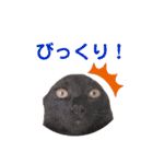 ニラとクーの日常スタンプ（個別スタンプ：6）