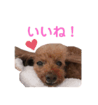 ニラとクーの日常スタンプ（個別スタンプ：7）