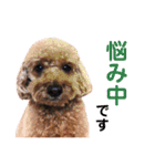 ニラとクーの日常スタンプ（個別スタンプ：15）