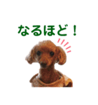 ニラとクーの日常スタンプ（個別スタンプ：20）