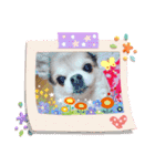 taffy スタンプ（個別スタンプ：15）