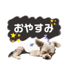 すずコロスタンプ（個別スタンプ：4）