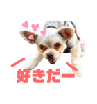 すずコロスタンプ（個別スタンプ：6）