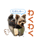 すずコロスタンプ（個別スタンプ：11）