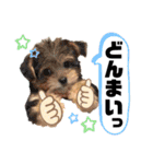 すずコロスタンプ（個別スタンプ：13）
