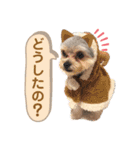 すずコロスタンプ（個別スタンプ：15）