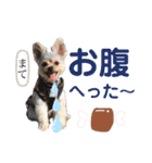 すずコロスタンプ（個別スタンプ：17）