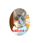かわいい三毛猫スタンプ（個別スタンプ：1）