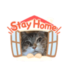 かわいい三毛猫スタンプ（個別スタンプ：2）