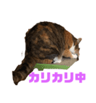 かわいい三毛猫スタンプ（個別スタンプ：3）