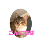 かわいい三毛猫スタンプ（個別スタンプ：8）