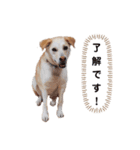オハナのごあいさつ（個別スタンプ：4）