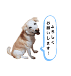 オハナのごあいさつ（個別スタンプ：5）