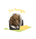 愛犬ROCOの日常2（個別スタンプ：3）