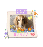 愛犬ROCOの日常2（個別スタンプ：4）