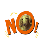 愛犬ROCOの日常2（個別スタンプ：10）