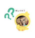 愛犬ROCOの日常2（個別スタンプ：13）