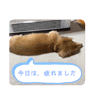 愛犬ROCOの日常2（個別スタンプ：15）