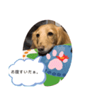 愛犬ROCOの日常2（個別スタンプ：16）