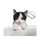ねこさんのいる生活1（個別スタンプ：1）