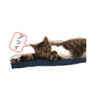 ねこさんのいる生活1（個別スタンプ：2）