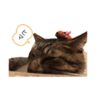 ねこさんのいる生活1（個別スタンプ：3）