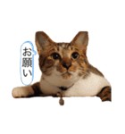ねこさんのいる生活1（個別スタンプ：4）