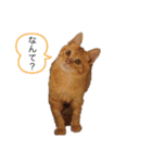 ねこさんのいる生活1（個別スタンプ：6）