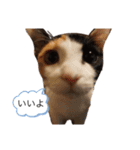 ねこさんのいる生活1（個別スタンプ：8）