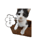 ねこさんのいる生活1（個別スタンプ：9）