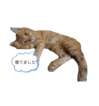 ねこさんのいる生活1（個別スタンプ：10）