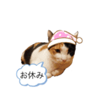 ねこさんのいる生活1（個別スタンプ：11）