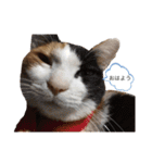 ねこさんのいる生活1（個別スタンプ：12）