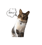 ねこさんのいる生活1（個別スタンプ：13）