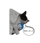 ねこさんのいる生活1（個別スタンプ：15）