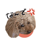 愛犬トイプのコミュニケーション2（個別スタンプ：15）