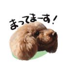 愛犬トイプのコミュニケーション2（個別スタンプ：16）