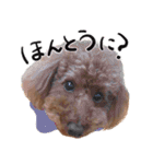 愛犬トイプのコミュニケーション2（個別スタンプ：20）