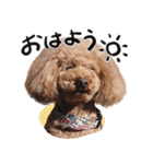 愛犬トイプのコミュニケーション2（個別スタンプ：25）