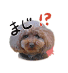 愛犬トイプのコミュニケーション2（個別スタンプ：28）