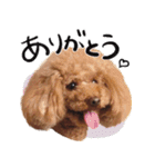 愛犬トイプのコミュニケーション2（個別スタンプ：31）