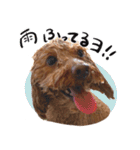 愛犬トイプのコミュニケーション2（個別スタンプ：33）